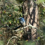 Scrub Jay Survey & Permitting for a Water Treatment Plant Facility Expansion