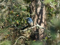 Scrub Jay Survey & Permitting for a Water Treatment Plant Facility Expansion