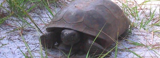 Gopher Tortoise Survey 01