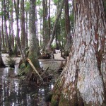 Land Zoning Litigation for Seminole Tribe