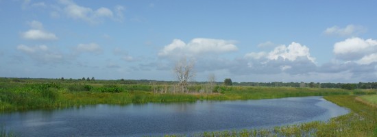 Wetland Reclamation 01